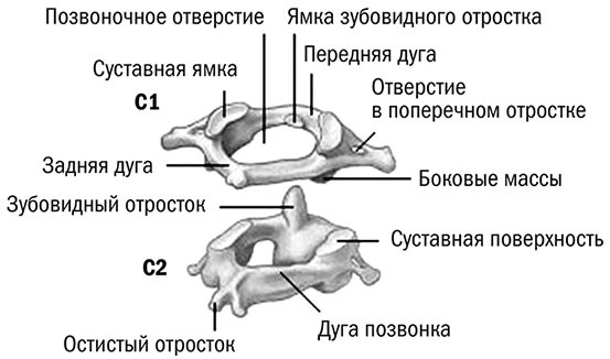 Здоровый позвоночник Здоровый позвоночник
