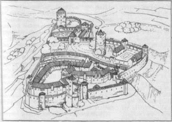 Анжуйцы Анжуйцы