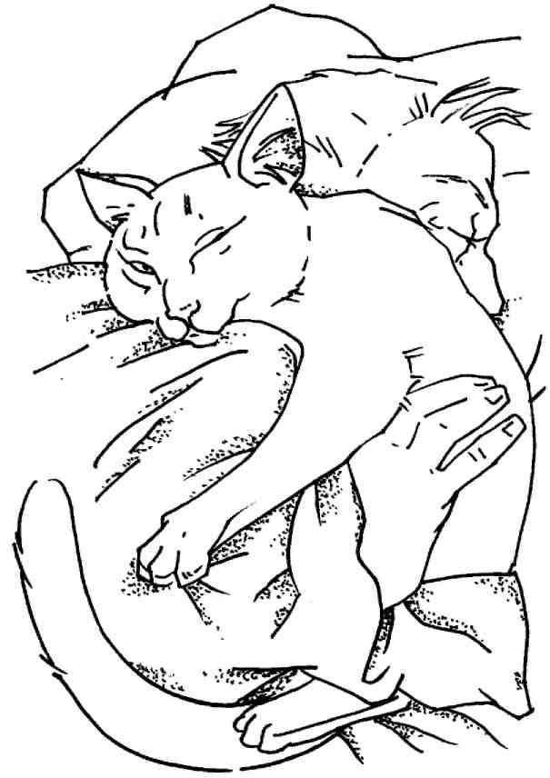 Кошки как дети Кошки как дети