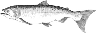 Лили и море Лили и море