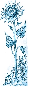 Кампан (сборник) Кампан (сборник)