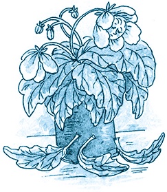 Кампан (сборник) Кампан (сборник)