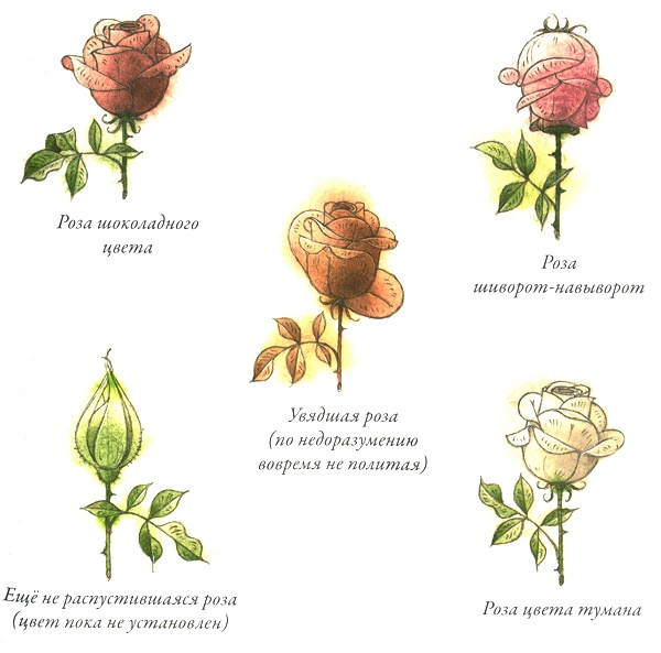 Садовник Флоренций Садовник Флоренций