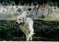 Последний окножираф Последний окножираф