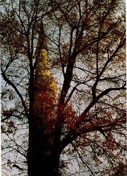 Последний окножираф Последний окножираф