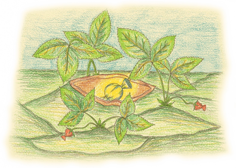 Карамельное дерево Карамельное дерево