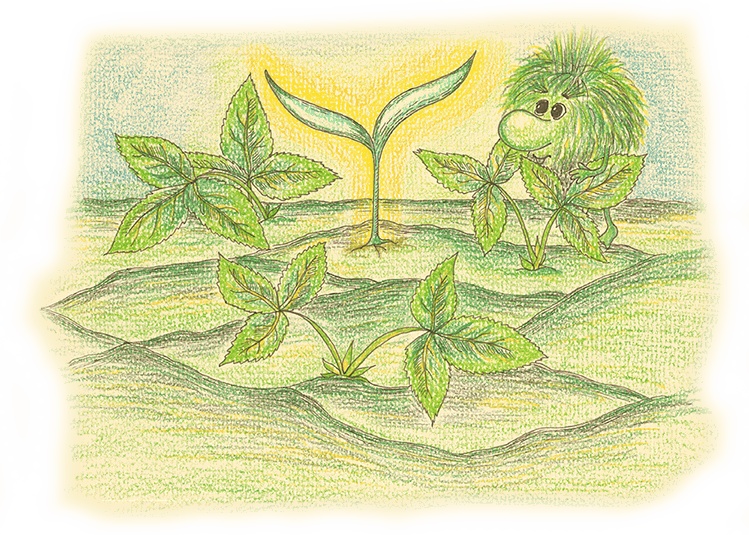 Карамельное дерево Карамельное дерево