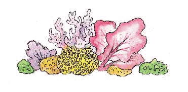 Разноцветные приключения Кузи Разноцветные приключения Кузи