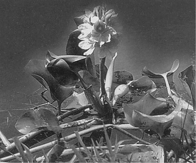 100 великих загадок природы 100 великих загадок природы