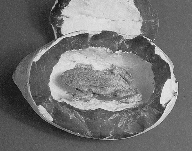 100 великих загадок природы 100 великих загадок природы