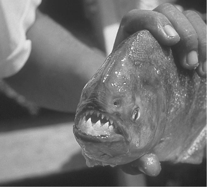 100 великих загадок природы 100 великих загадок природы