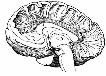 Нейропсихологический анализ патологии мозолистого тела Нейропсихологический анализ патологии мозолистого тела
