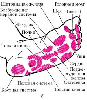 Целительные точки нашего тела Целительные точки нашего тела