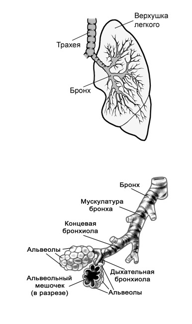 Парадоксальное дыхание для начинающих Парадоксальное дыхание для начинающих