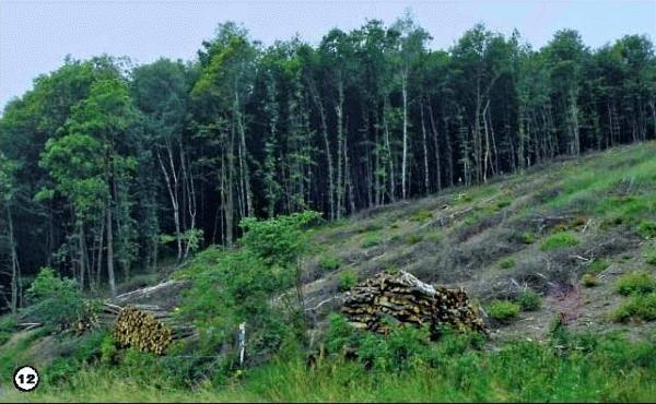 История леса. Взгляд из Германии История леса. Взгляд из Германии