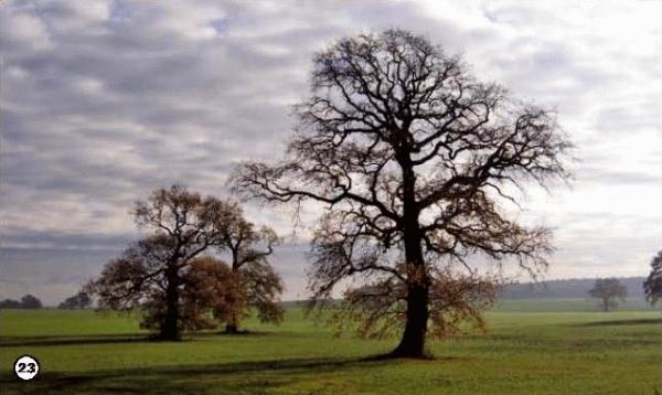 История леса. Взгляд из Германии История леса. Взгляд из Германии