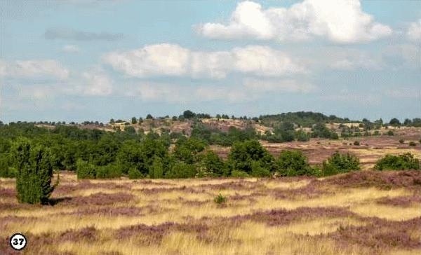История леса. Взгляд из Германии История леса. Взгляд из Германии