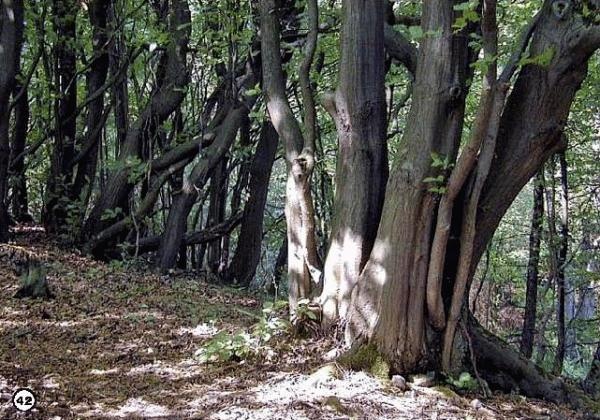 История леса. Взгляд из Германии История леса. Взгляд из Германии