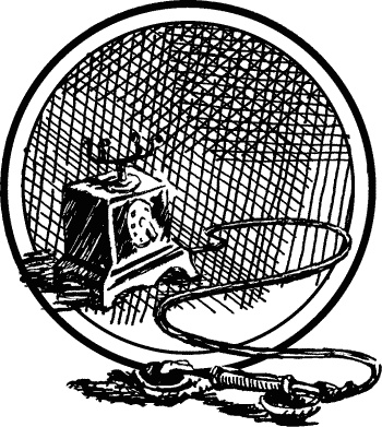 Английская лаванда Английская лаванда