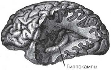 Удивительные истории о мозге, или рекорды памяти коноплянки Удивительные истории о мозге, или рекорды памяти коноплянки