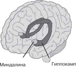 Удивительные истории о мозге, или рекорды памяти коноплянки Удивительные истории о мозге, или рекорды памяти коноплянки