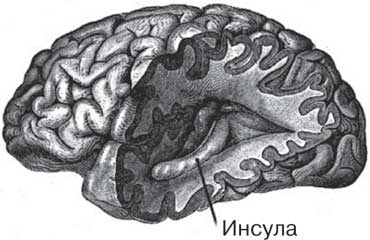 Удивительные истории о мозге, или рекорды памяти коноплянки Удивительные истории о мозге, или рекорды памяти коноплянки