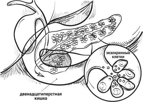 Мой лучший друг - желудок. Еда для умных людей Мой лучший друг - желудок. Еда для умных людей