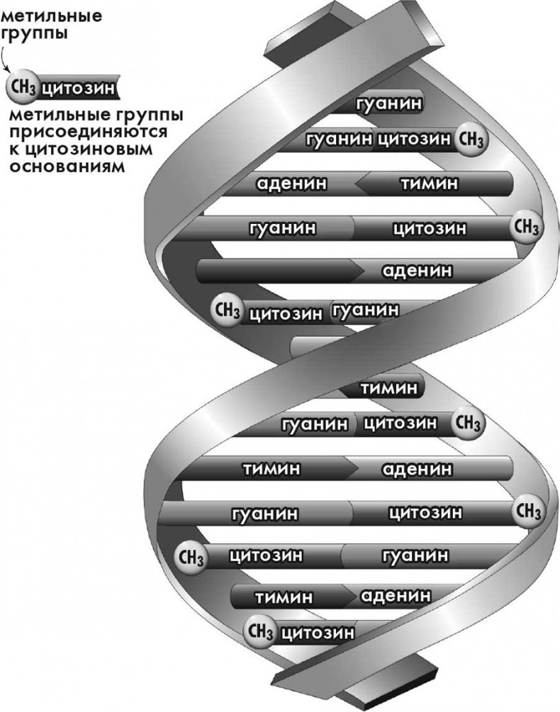 Супергены. На что способна твоя ДНК? Супергены. На что способна твоя ДНК?