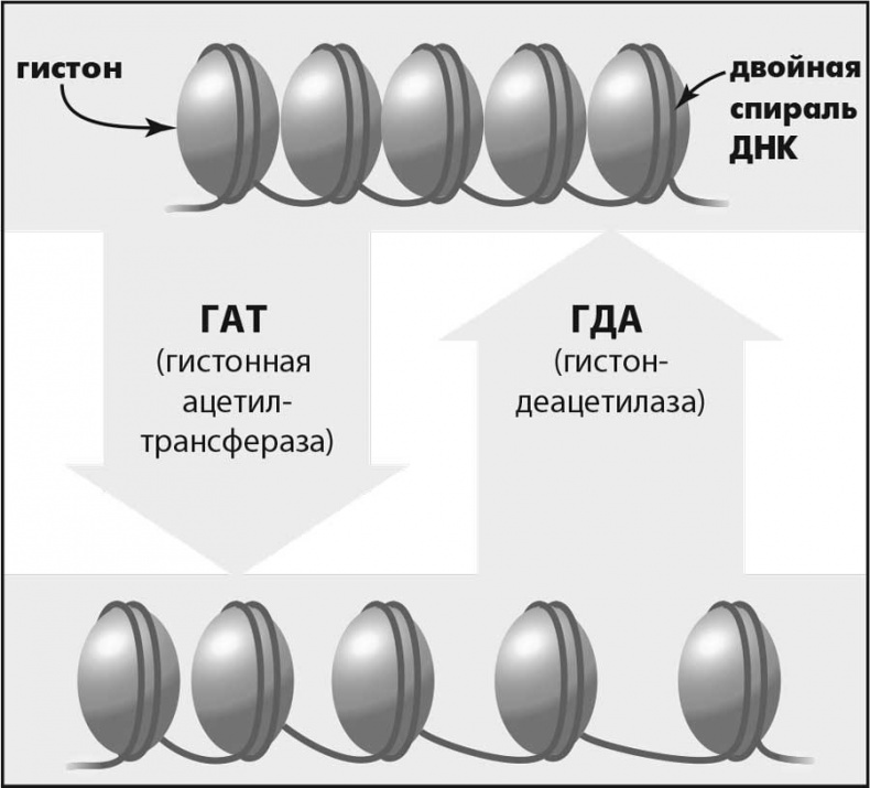 Супергены. На что способна твоя ДНК? Супергены. На что способна твоя ДНК?
