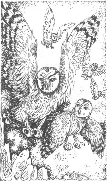 Ночные стражи. Наследник Ночные стражи. Наследник