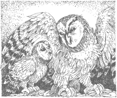 Ночные стражи. Наследник Ночные стражи. Наследник