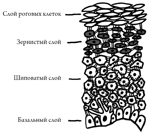 Что скрывает кожа. 2 квадратных метра, которые диктуют, как нам жить Что скрывает кожа. 2 квадратных метра, которые диктуют, как нам жить