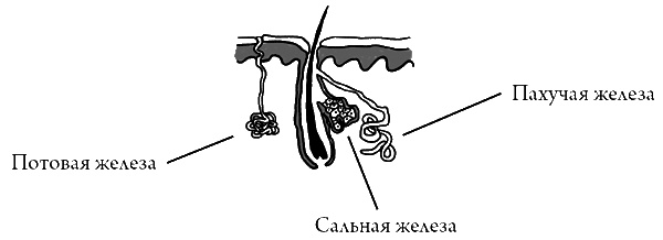Что скрывает кожа. 2 квадратных метра, которые диктуют, как нам жить Что скрывает кожа. 2 квадратных метра, которые диктуют, как нам жить
