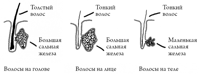 Что скрывает кожа. 2 квадратных метра, которые диктуют, как нам жить Что скрывает кожа. 2 квадратных метра, которые диктуют, как нам жить