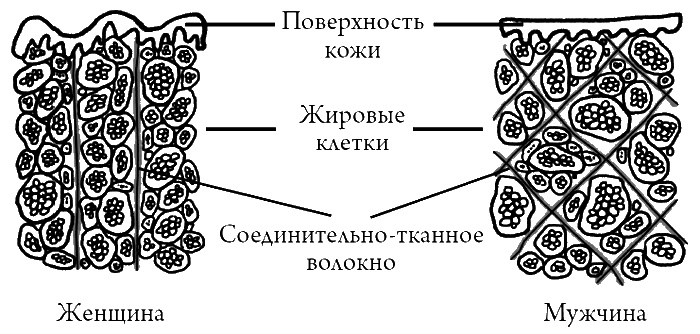Что скрывает кожа. 2 квадратных метра, которые диктуют, как нам жить Что скрывает кожа. 2 квадратных метра, которые диктуют, как нам жить
