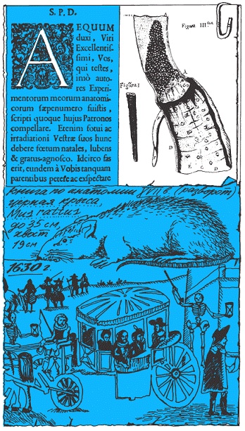 Подарки фей Подарки фей