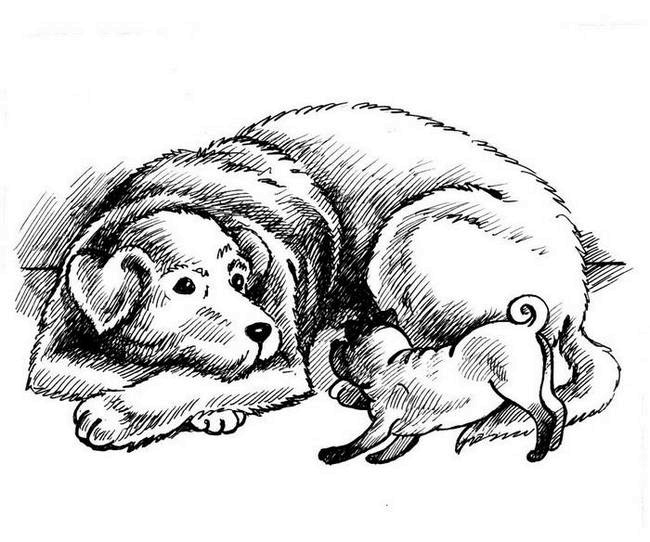 О весёлых собачках (сборник) О весёлых собачках (сборник)