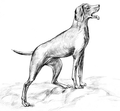 Белый пудель Белый пудель