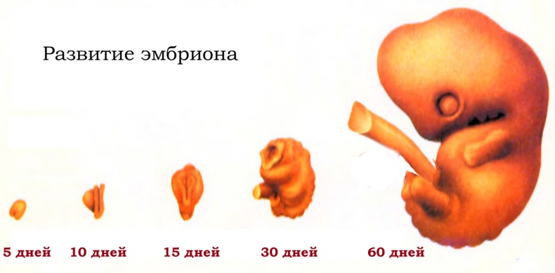 Половое воспитание детей и подростков Половое воспитание детей и подростков