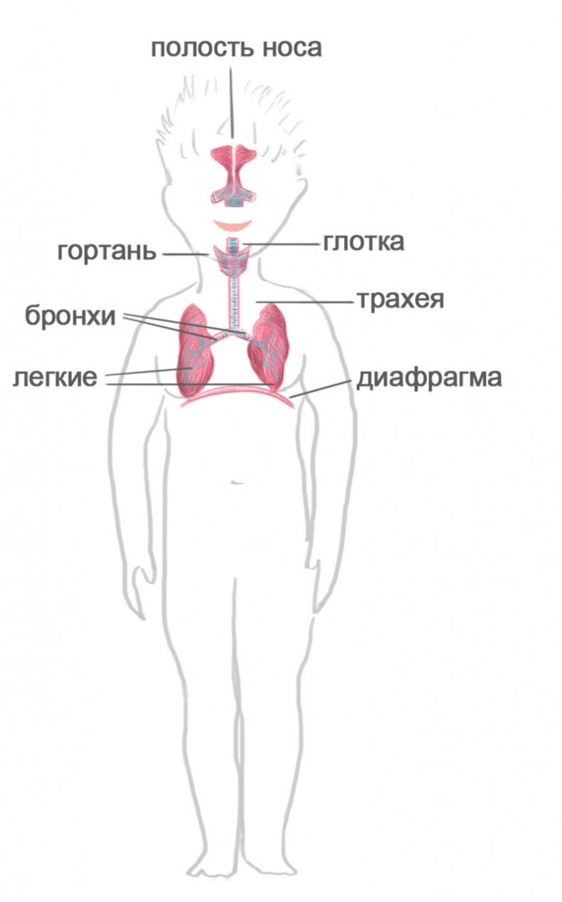 Как я устроен Как я устроен