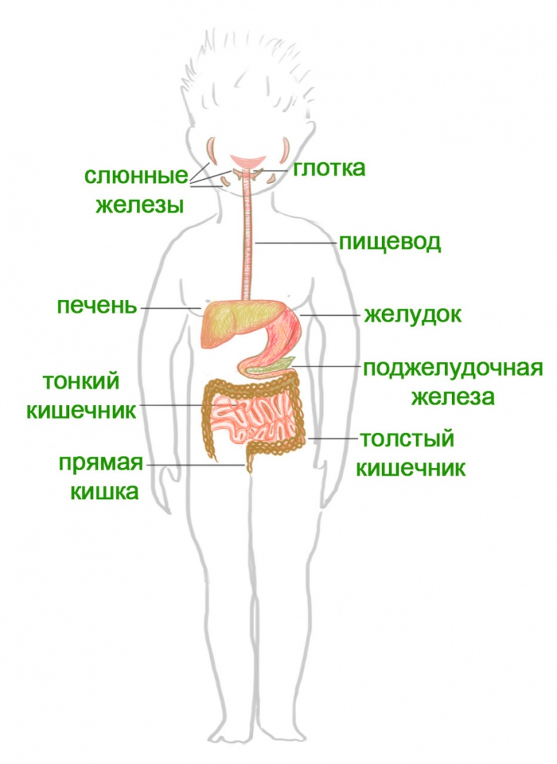 Как я устроен Как я устроен
