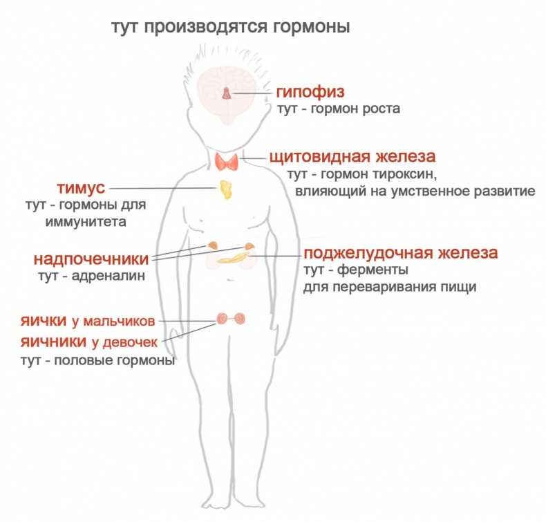 Как я устроен Как я устроен