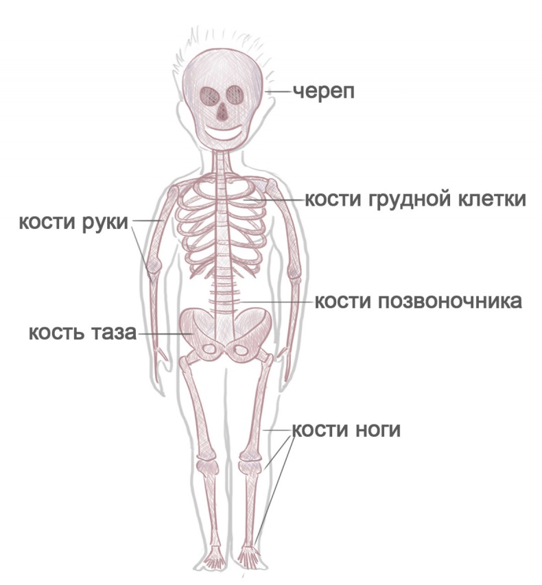 Как я устроен Как я устроен