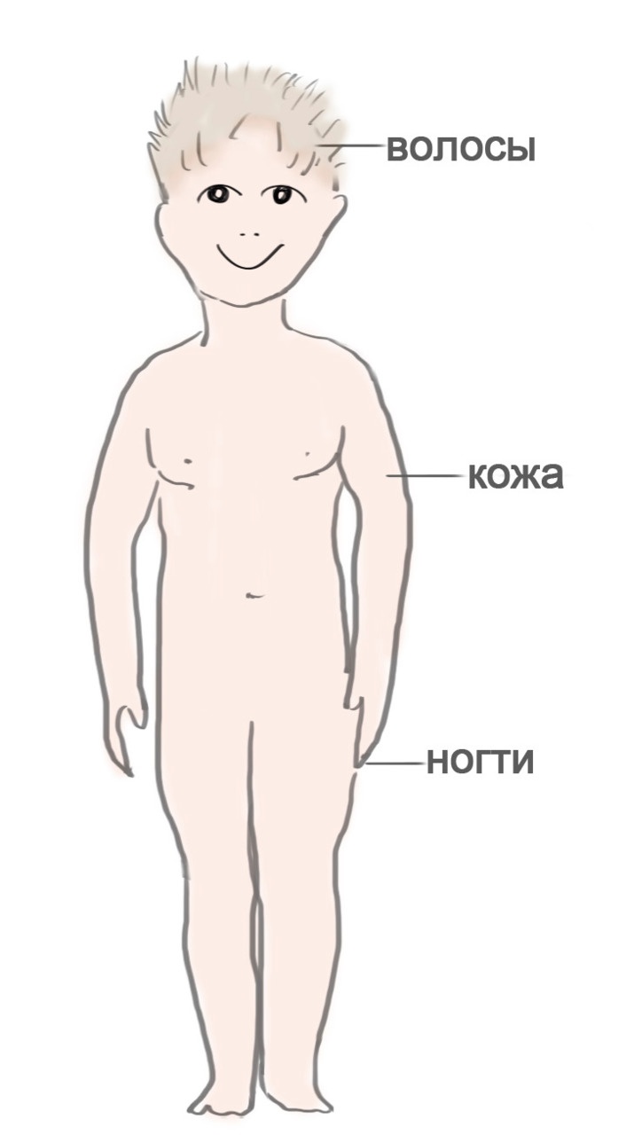 Как я устроен Как я устроен