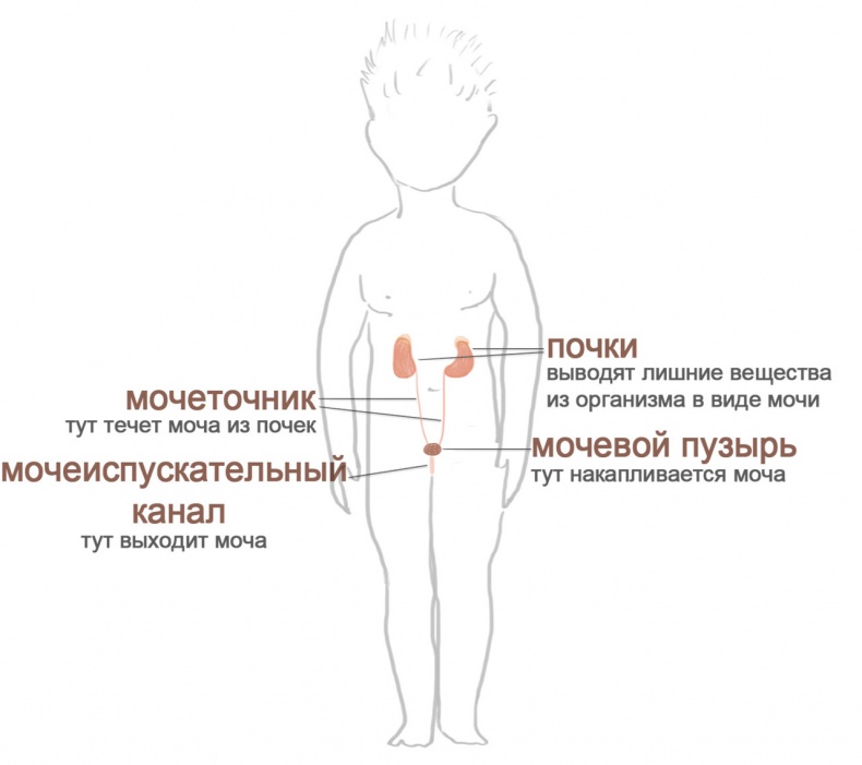 Как я устроен Как я устроен