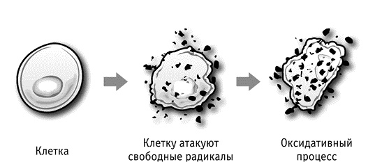 Фрукторианство. Новый взгляд на эволюцию питания человека Фрукторианство. Новый взгляд на эволюцию питания человека