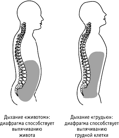 Фрукторианство. Новый взгляд на эволюцию питания человека Фрукторианство. Новый взгляд на эволюцию питания человека