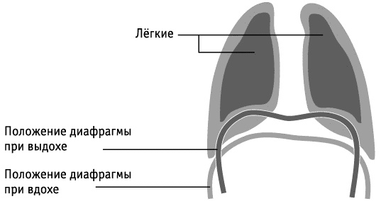 Фрукторианство. Новый взгляд на эволюцию питания человека Фрукторианство. Новый взгляд на эволюцию питания человека