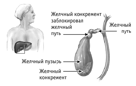 Фрукторианство. Новый взгляд на эволюцию питания человека Фрукторианство. Новый взгляд на эволюцию питания человека