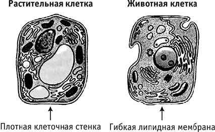 Фрукторианство. Новый взгляд на эволюцию питания человека Фрукторианство. Новый взгляд на эволюцию питания человека